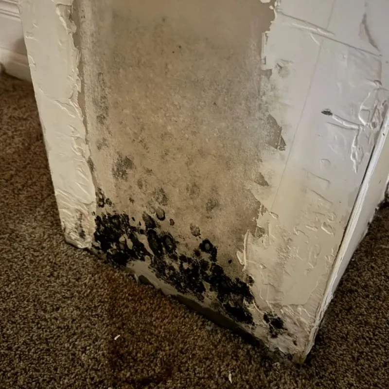 Professional Mold Removal in Okarche, OK